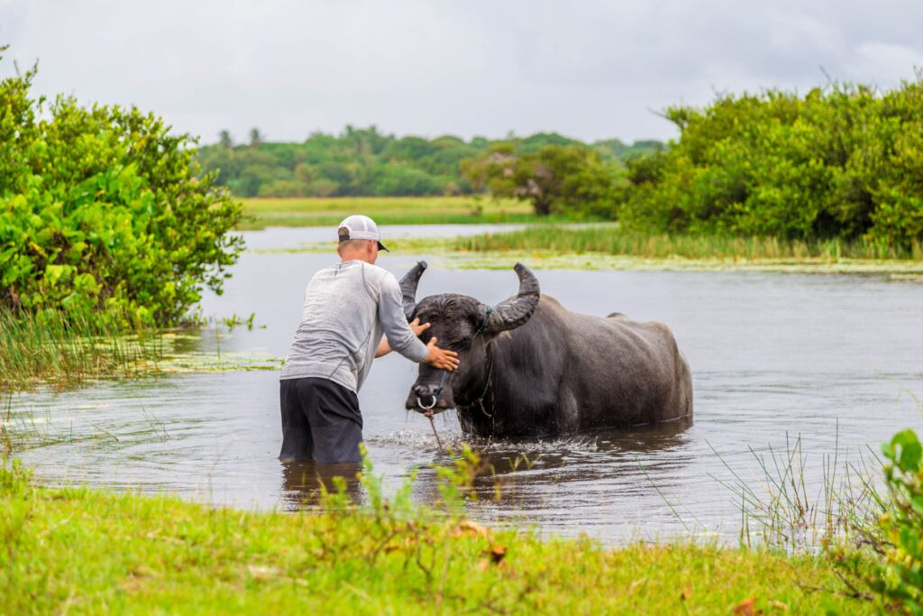 Dois búfalos na água, paisagem de Marajó
