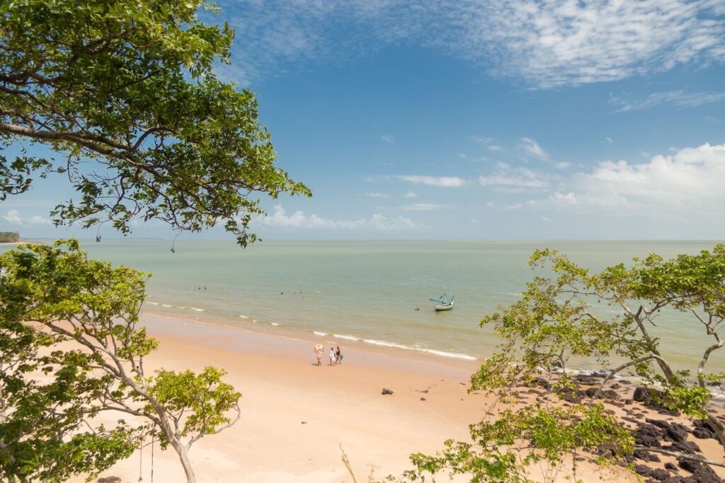 Manada de búfalos na beira d'água, Marajó